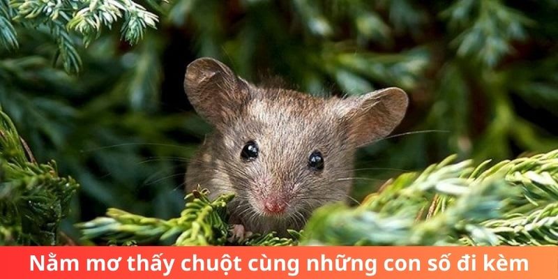 Nằm mơ thấy chuột cùng những con số đi kèm