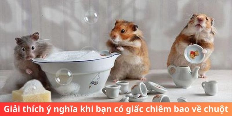 Giải thích ý nghĩa khi bạn có giấc chiêm bao về chuột